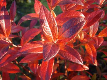 Die schöne rote Herbstfärbung der Kulturheidelbeere Emil