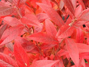 Rote Blätter im Herbst - die Kulturblaubeere Emil