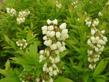 Vaccinium angustifolium Emil