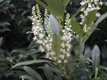 Kirschlorbeer Herbergii - Prunus laurocerasus Herbergii