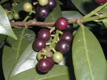 Kirschlorbeer Herbergii - rotschwarze Beeren