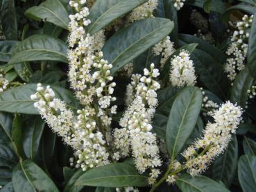 Weißblühender Kirschlorbeer Schipkaensis Macrophylla