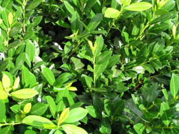 Kirschlorbeer Mano - immergrüne Heckenpflanze