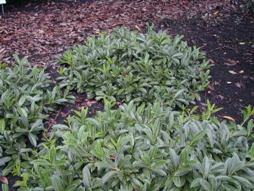 Prunus laurocerasus Mount Vernon