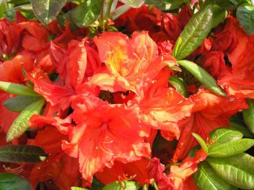 Azalea Knap Hill Hybride orange-rot blühend