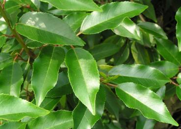 Portugiesischer Lorbeer Angustifolia - Prunus lusitanica Angustifolia