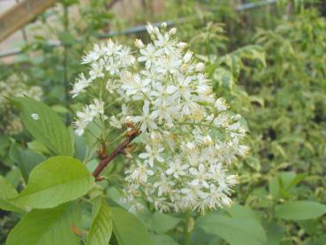 Gulbarkig hägg, Näverhägg - Prunus maackii