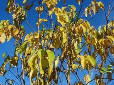 Gelbe Herbstfärbung bei Prunus maackii