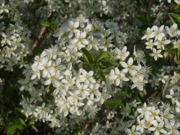 Reichhaltige Blüte der Steinweichsel