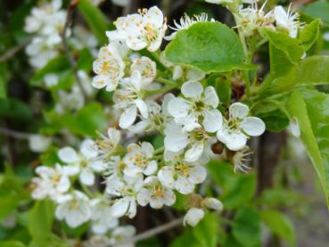 Nahaufnahme der Blüte von Prunus mahaleb