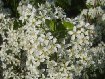 Die Steinweichsel in Blüte