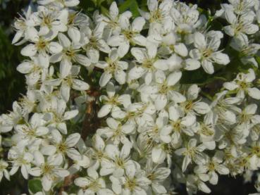 Reichhaltige Blüte bei Prunus mahaleb