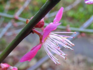 Prunus mume Beni Shi Don - leuchtend rosa Blüte