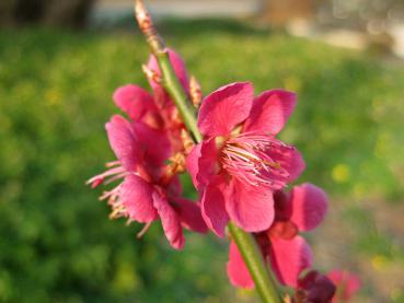 Hübsche filigrane rosarote Blüten der Japanischen Zieraprikose Beni Shi Dori