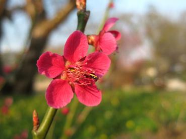 Die pinken Blüten der Japanischen Zieraprikose Beni Shi Dori fallen auf.
