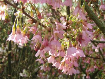 Prunus Okame - Zierkirsche Okame