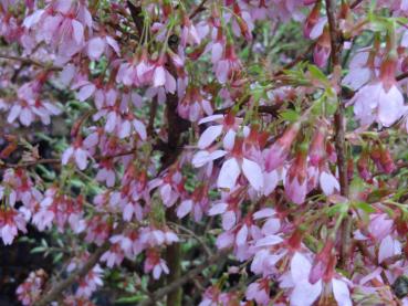 Die Blütenfülle der Zierkirsche Okame (Prunus Okame)