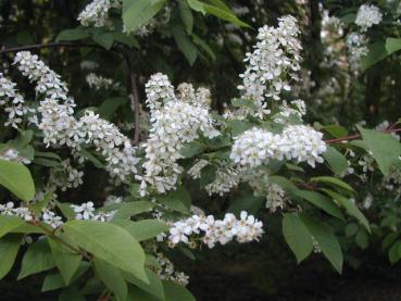 Prunus padus - Europäische Traubenkirsche