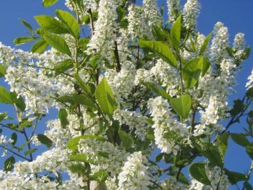 Schöne Blüte bei Prunus padus