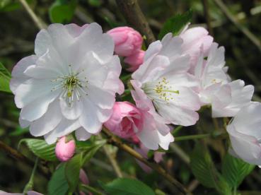 Rosa Blüten der Bergkirsche