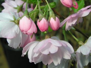 Bergkirsche - rosa Knospen und hellrosa Blüten