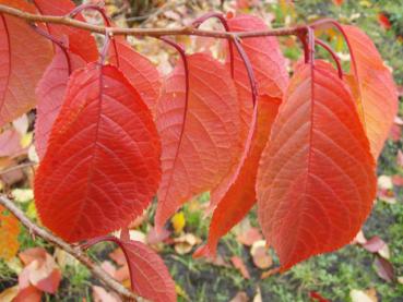 Bergkirsche - die Blätter färben sich im Herbst orangerot.