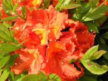 Großblumige Azalee orange blühend - Azalea Knap Hill Hybride orange blühend