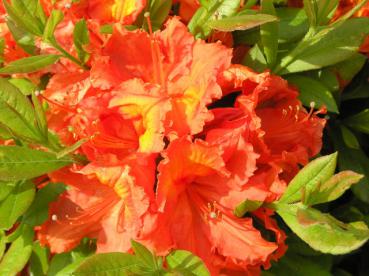 Azalea Knap Hill Hybride orange blühend - Großblumige Azalee orange blühend