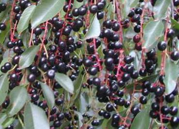 Amerikanische Traubenkirsche - schwarze Früchte in langen Trauben