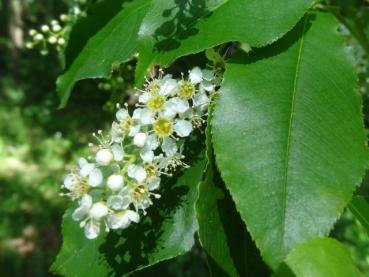 Weiße Blüten-Traube von Prunus serotina