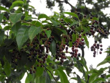 Prunus serotina ist ein gutes Vogelnährgehölz.