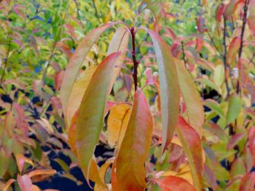 Gelbe Herbstfärbung bei der Spätblühenden Traubenkirsche