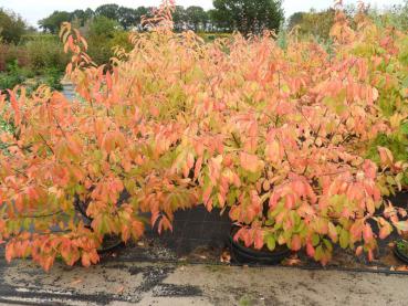 Prunus serotina