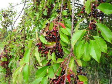 Prunus serotina