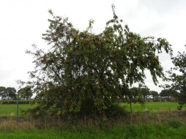 Prunus serotina