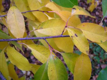 Gelbes Herbstlaub der Prunus serotina