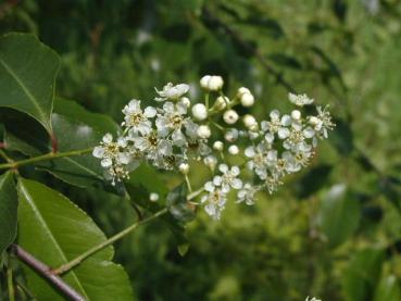Weiße Blüte von Prunus serotina