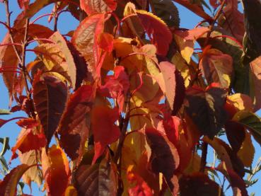 Rote Herbstfärbung der Säulenkirsche