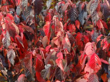 Die Säulen-Nelkenkirsche im roten Herbstlaub