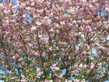 Japanische Nelkenkirsche - Prunus serrulata Kanzan