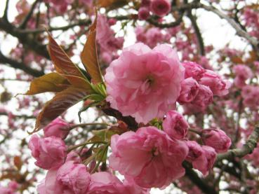 Japanische Nelkenkirsche - bronzefarbener Austrieb und rosa Blüten
