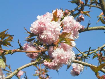 Japanische Hängekirsche - Prunus serrulata Kiku Shidare Sakura