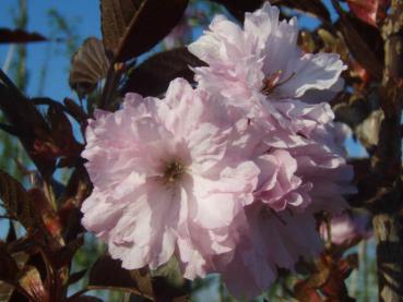 Blut-Nelkenkirsche Royal Burgundy - Prunus serrulata Royal Burgundy