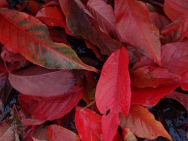 Interessante Herbstfärbung bei Prunus serrulata Royal Burgundy