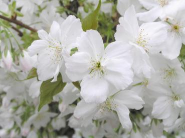 Tai-Haku-Kirsche mit weißen Blüten