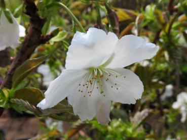 Prunus serrulata Tai Haku