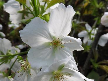 Prunus serrulata Tai Haku