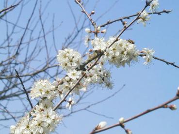 Der Schlehdorn in Blüte