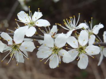 Prunus spinosa