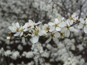 Prunus spinosa